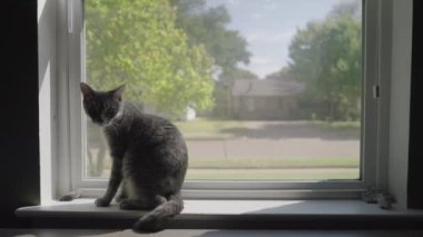 Şirin Gri Çizgili Tekir Kedi ya da Gri Kaplan Pencerede Yürüyor