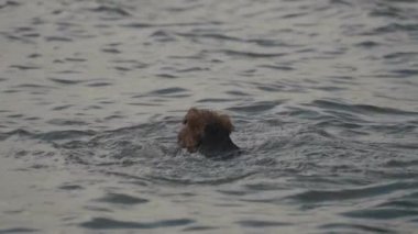 Şirin Köpek Yavru Köpekleri Yavaş Çekimde Gölde Yüzmenin Keyfini Çıkarıyorlar