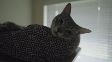 Şirin Gri Çizgili Tekir Kedi ya da Gri Kaplan Kedi Yatağında Rahatlıyor