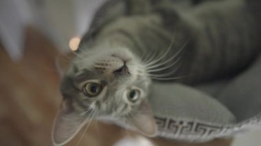 Şirin Gri Çizgili Tekir Kedi ya da Gri Kaplan Kedi Yatağında Rahatlıyor