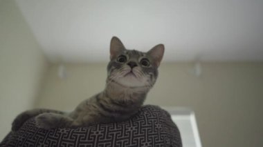 Şirin Gri Çizgili Tekir Kedi ya da Gri Kaplan Kedi Yatağında Rahatlıyor