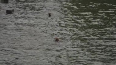 Şirin Köpek Yavru Köpekleri Yavaş Çekimde Gölde Yüzmenin Keyfini Çıkarıyorlar