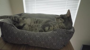 Şirin Gri Çizgili Tekir Kedi ya da Gri Kaplan Kedi Yatağında Rahatlıyor