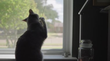 Tatlı Gri Çizgili Tekir Kedi ya da Gri Kaplan Pencereden Dışarı Bakıyor