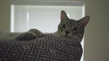 Şirin Gri Çizgili Tekir Kedi ya da Gri Kaplan Kedi Yatağında Rahatlıyor