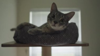 Şirin Gri Çizgili Tekir Kedi ya da Gri Kaplan Kedi Yatağında Rahatlıyor