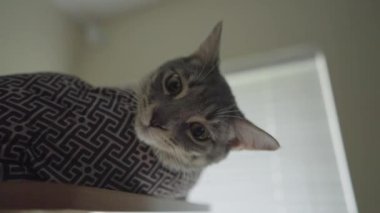 Şirin Gri Çizgili Tekir Kedi ya da Gri Kaplan Kedi Yatağında Rahatlıyor