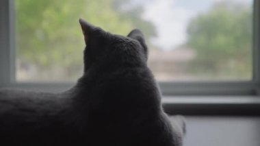 Tatlı Gri Çizgili Tekir Kedi ya da Gri Kaplan Pencereden Dışarı Bakıyor