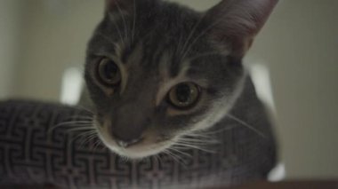 Şirin Gri Çizgili Tekir Kedi ya da Gri Kaplan Kedi Yatağında Rahatlıyor