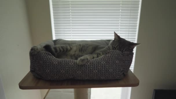Roztomilé Šedé Svlečené Tabby Cat Gray Tiger Relaxační Kočičí Posteli — Stock video