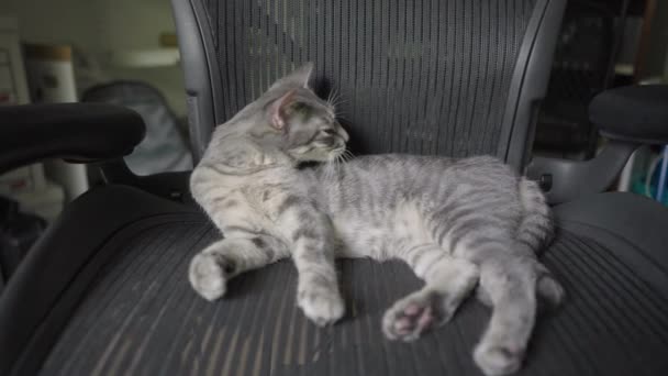 可爱的灰色条纹斑斑猫或灰虎 松驰坐在写字台椅子上 — 图库视频影像