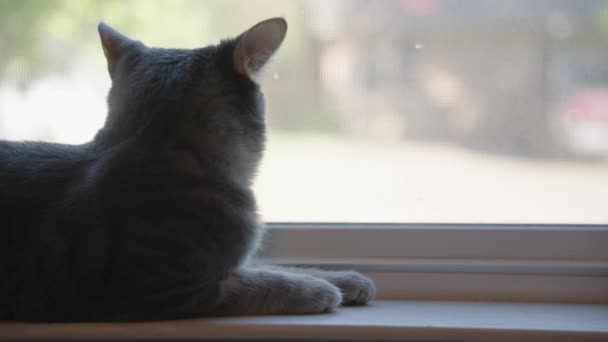 Roztomilé Šedé Svlečené Tabby Cat Gray Tiger Relaxační Kočičí Posteli — Stock video