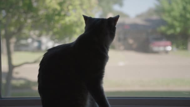 Cute Grey Rozbierane Tabby Cat Lub Szary Tygrys Patrząc Zewnątrz — Wideo stockowe