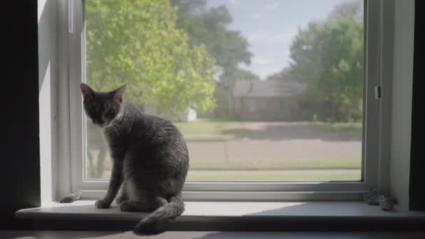 Cute Grey Rozbierane Tabby Cat Lub Gray Tiger Spacerując Oknie — Wideo stockowe