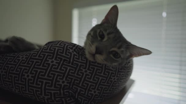 Cute Grey Rozbierane Tabby Cat Lub Gray Tiger Relaks Łóżku — Wideo stockowe