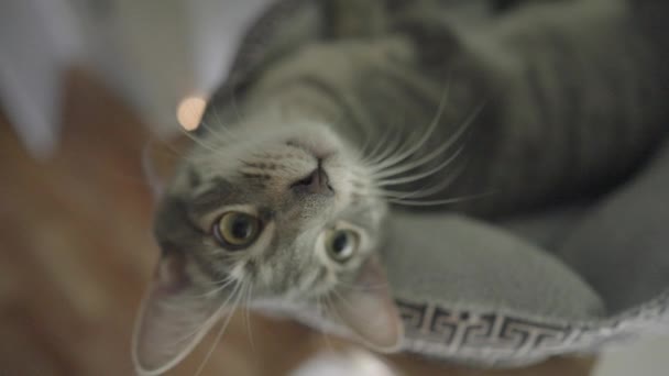 Grazioso Grigio Spogliato Tabby Cat Grigio Tiger Rilassante Sul Letto — Video Stock