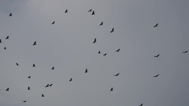 Hunderte Vögel Kreisen Himmel Ein Schwarm Krähen Rabenvogel Zeitlupe — Stockvideo