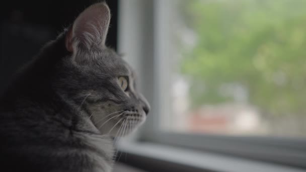 Cute Grey Rozbierane Tabby Cat Lub Szary Tygrys Patrząc Zewnątrz — Wideo stockowe