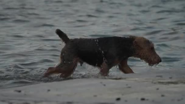 Niedliche Hundewelpen Genießen Das Schwimmen See Zeitlupe — Stockvideo