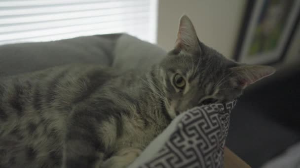 可爱的灰色条纹斑斑猫或灰虎 在猫的床上放松 — 图库视频影像