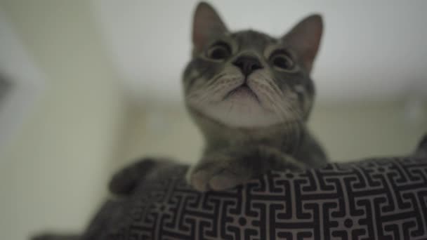 Şirin Gri Çizgili Tekir Kedi Gri Kaplan Kedi Yatağında Rahatlıyor — Stok video
