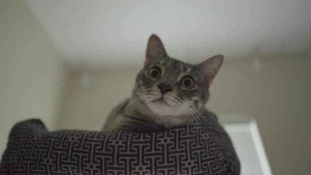 Cute Grey Stripped Tabby Cat Gray Tiger Χαλαρώνοντας Στο Κρεβάτι — Αρχείο Βίντεο