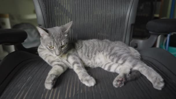 Cute Grey Rozbierane Tabby Cat Lub Gray Tiger Relaks Siedzi — Wideo stockowe