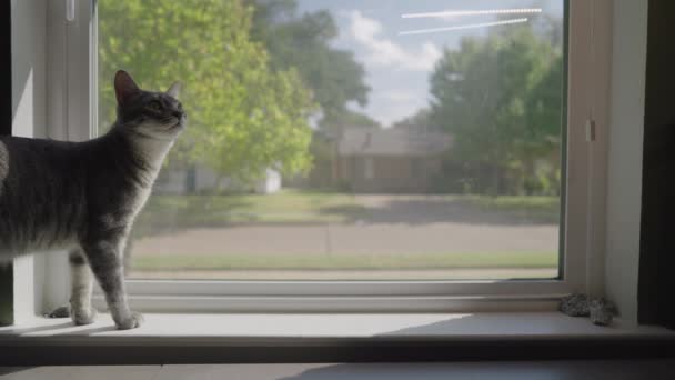 Симпатичная Серая Полосатая Кепка Серый Тигр Взгляд Окно — стоковое видео