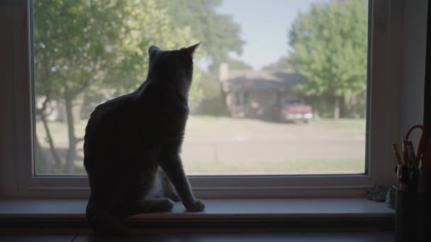 Gato Tabby Listrado Cinzento Bonito Tigre Cinzento Relaxante Cama Gato — Vídeo de Stock