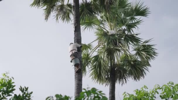 Balinesisk Indonesisk Man Klättring Asiatisk Palmträd — Stockvideo