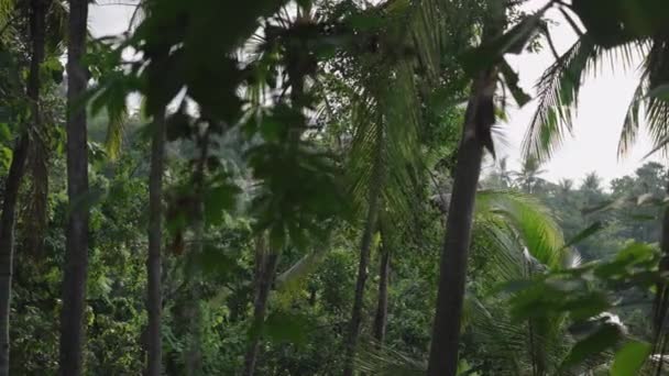 Heliga Gröna Skogen Les Village Bali Indonesien — Stockvideo