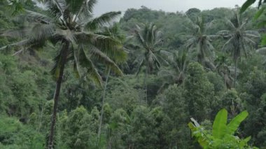 Yeşil yemyeşil yağmur ormanı Tropikal ada