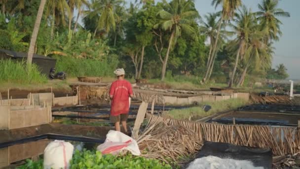 Традиционный Процесс Производства Соли Берегу Моря Бали Индонезия — стоковое видео