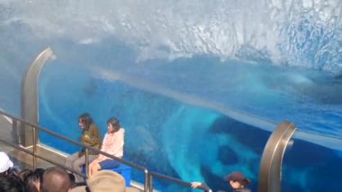 Oceanic Dolphin Ailesi 'nden Orca Katil Balina ile Karşılaşma. Yüz, zıpla, sıçrama, gedik.