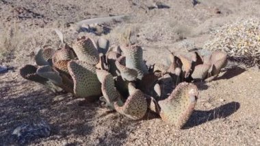 Kaktüs Kaktüs Bitkisi Kaktaceae Caryophyllales in Desert