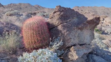 Kaktüs Kaktüs Bitkisi Kaktaceae Caryophyllales in Desert