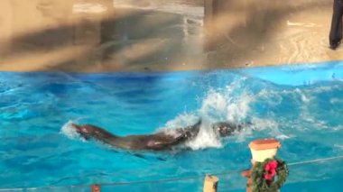 Deniz Aslanı Su Samuru Fuarı San Diego, Kaliforniya 'da