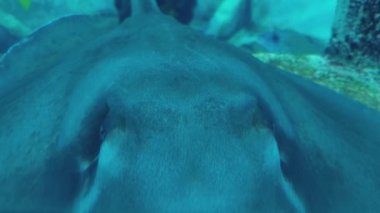 Akvaryum Mavi Tankında Balık ve İğne Grisi