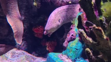 Moray yılanbalığı Muraenidae Deniz Türler Portresi. Uzun, kaygan balıklar karakteristik olarak uzun çeneleri ve delici sarı gözleri var..