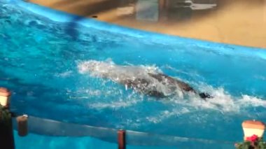 Deniz Aslanı Su Samuru Fuarı San Diego, Kaliforniya 'da