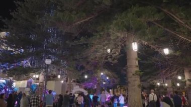 Muhteşem Norfolk Adası Pines Light Show. Del Coronado Oteli 'nde elektrik yüklü Noel Ağacı.