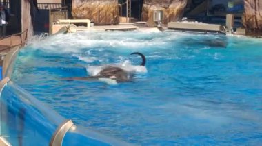 Oceanic Dolphin Ailesi 'nden Orca Katil Balina ile Karşılaşma. Yüz, zıpla, sıçrama, gedik.