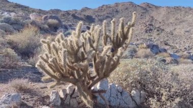 Kaktüs Kaktüs Bitkisi Kaktaceae Caryophyllales in Desert