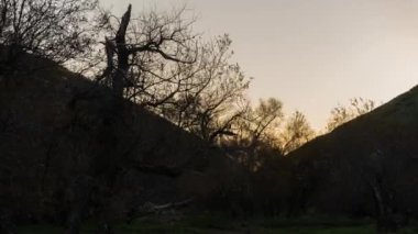 Time LAPSE Mountain Hill Ağaç Dalları 'nın Gündoğumu Silueti