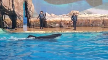 Oceanic Dolphin Ailesi 'nden Orca Katil Balina ile Karşılaşma. Yüz, zıpla, sıçrama, gedik.