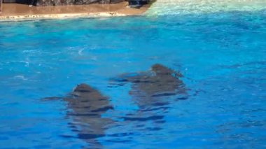 Oceanic Dolphin Ailesi 'nden Orca Katil Balina ile Karşılaşma. Yüz, zıpla, sıçrama, gedik.