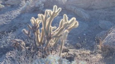 Kaktüs Kaktüs Bitkisi Kaktaceae Caryophyllales in Desert