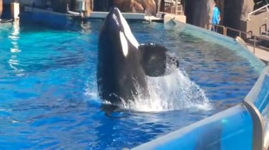 Oceanic Dolphin Ailesi 'nden Orca Katil Balina ile Karşılaşma. Yüz, zıpla, sıçrama, gedik.