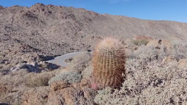 Kaktusz Kaktusz Növény Kaktusz Kariofilalanok Sivatagban — Stock videók