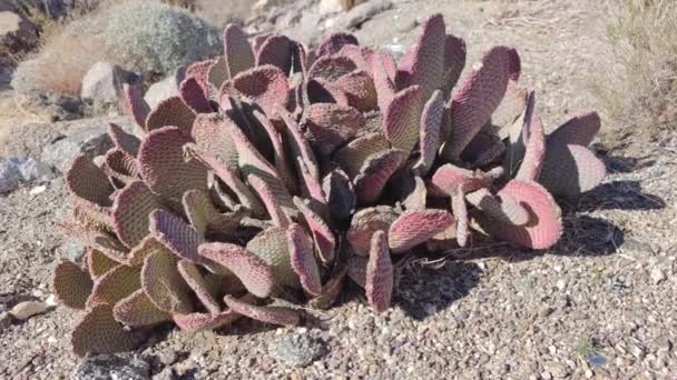 Kaktusy Kaktusowe Pustyni Caryophyllales — Wideo stockowe